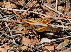 Melanoplus packardii