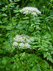 Conioselinum gmelinii