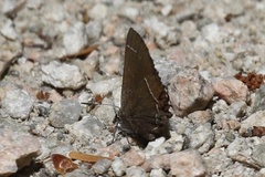 Callophrys johnsoni