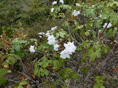 dwarf Bahamian trumpet tree (Tabebuia bahamensis)