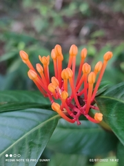 Ixora congesta