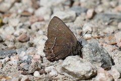 Callophrys johnsoni