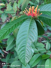 Ixora congesta