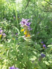 Melampyrum nemorosum