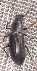 Xylopinus saperdoides