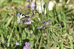 Zerynthia deyrollei