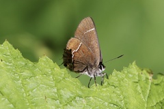 Callophrys johnsoni