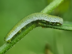 Anthocharis cardamines