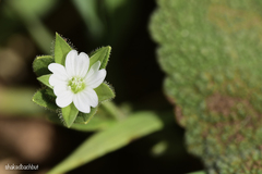 Cerastium dichotomum