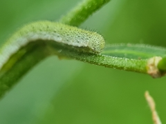 Anthocharis cardamines