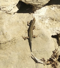 Podarcis muralis