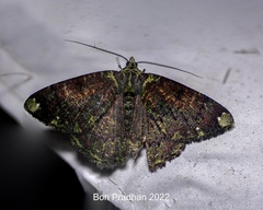 Dindicodes apicalis