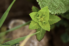 Euphorbia oxyodonta