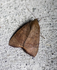 Maurilia
