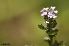 Aethionema carneum