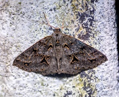 Psyra angulifera