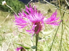 Centaurea uniflora