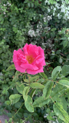 Rosa