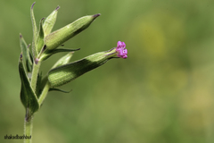 Silene conoidea