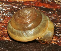 Ventridens arcellus