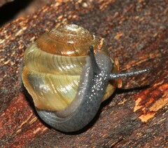Ventridens arcellus