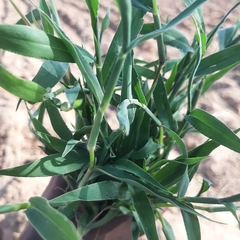 Digitaria velutina