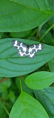Lomaspilis opis nigrita