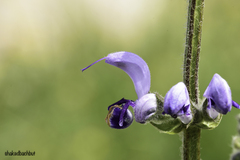 Salvia indica