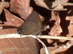Calycopis bellera
