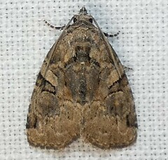 Pseudeustrotia indeterminata