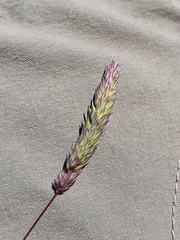 Phleum hirsutum