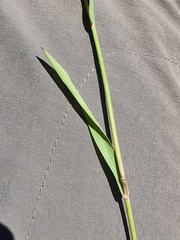 Phleum hirsutum