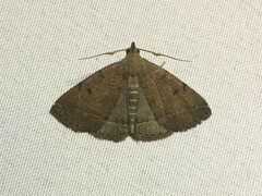 Zanclognatha protumnusalis