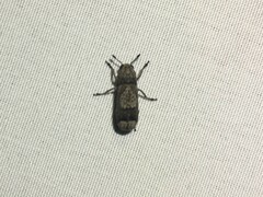 Ozotomerus japonicus