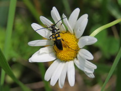 Typocerus lunulatus