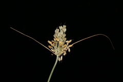 Allium pseudoflavum