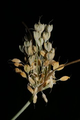 Allium pseudoflavum