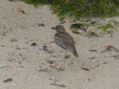 Burhinus vermiculatus