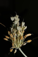 Allium pseudoflavum