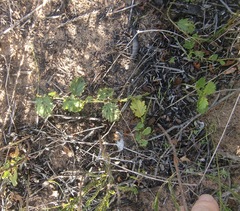 Hermannia scabricaulis