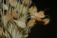 Allium pseudoflavum