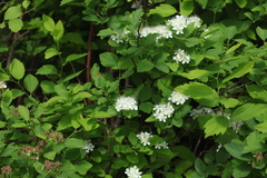 Spiraea chamaedryfolia