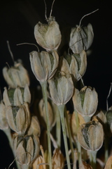 Allium pseudoflavum