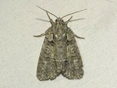Acronicta modica