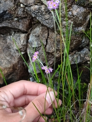 Primula stricta