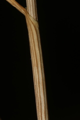 Allium pseudoflavum