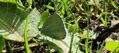 Celastrina argiolus