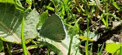 Celastrina argiolus