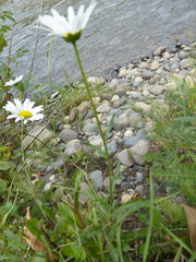 Leucanthemum vulgare