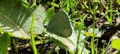 Celastrina argiolus